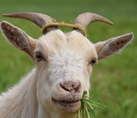 Viande fumée Chèvre prix grossiste viande